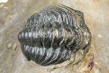 Zlichovaspis Trilobite With Crotalocephalina & Reedops #381179-12